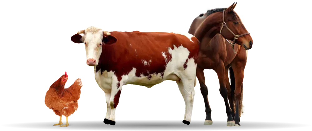 Our farm: a genuine encounter with the animals