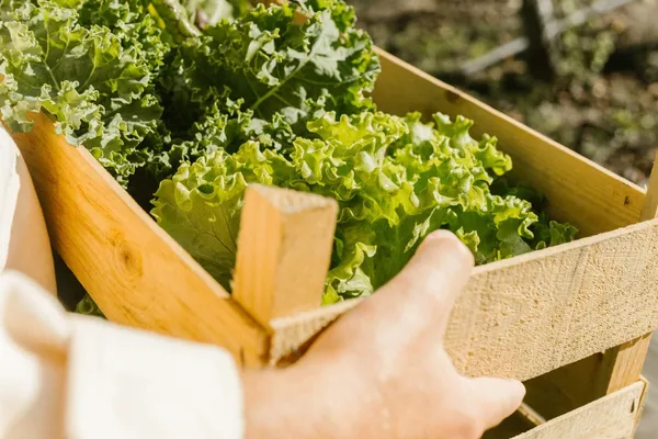 From the estate to your table: fresh organic, locally grown