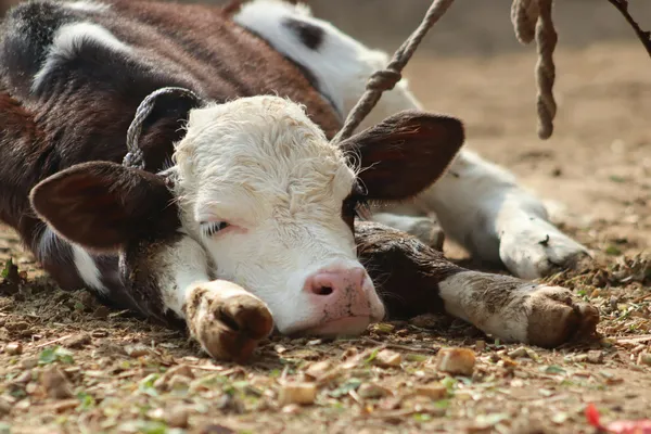 Our farm: a genuine encounter with the animals-1