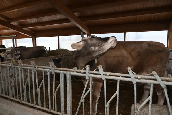 Our farm: a genuine encounter with the animals-2